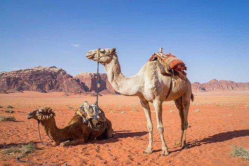 为何说沙漠里的死骆驼碰不得，尤其是渴死的骆驼