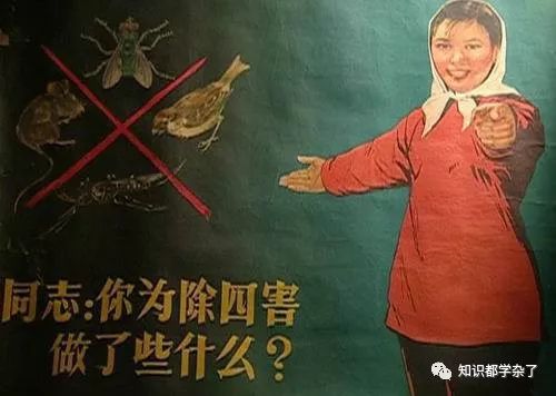 1958年上海消灭麻雀运动：580万人打死62万只