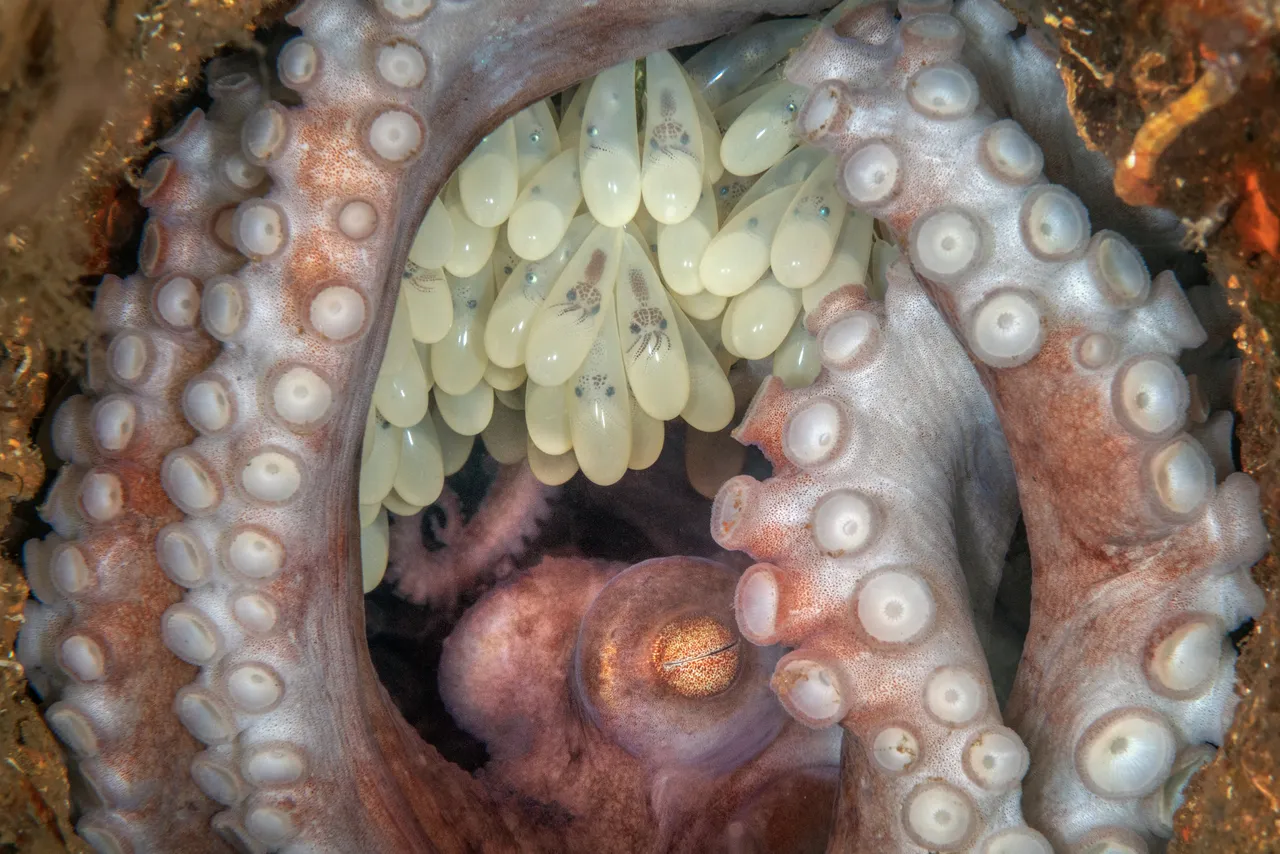 《章魚媽媽》©Kat Zhou／Ocean Art 2022 
