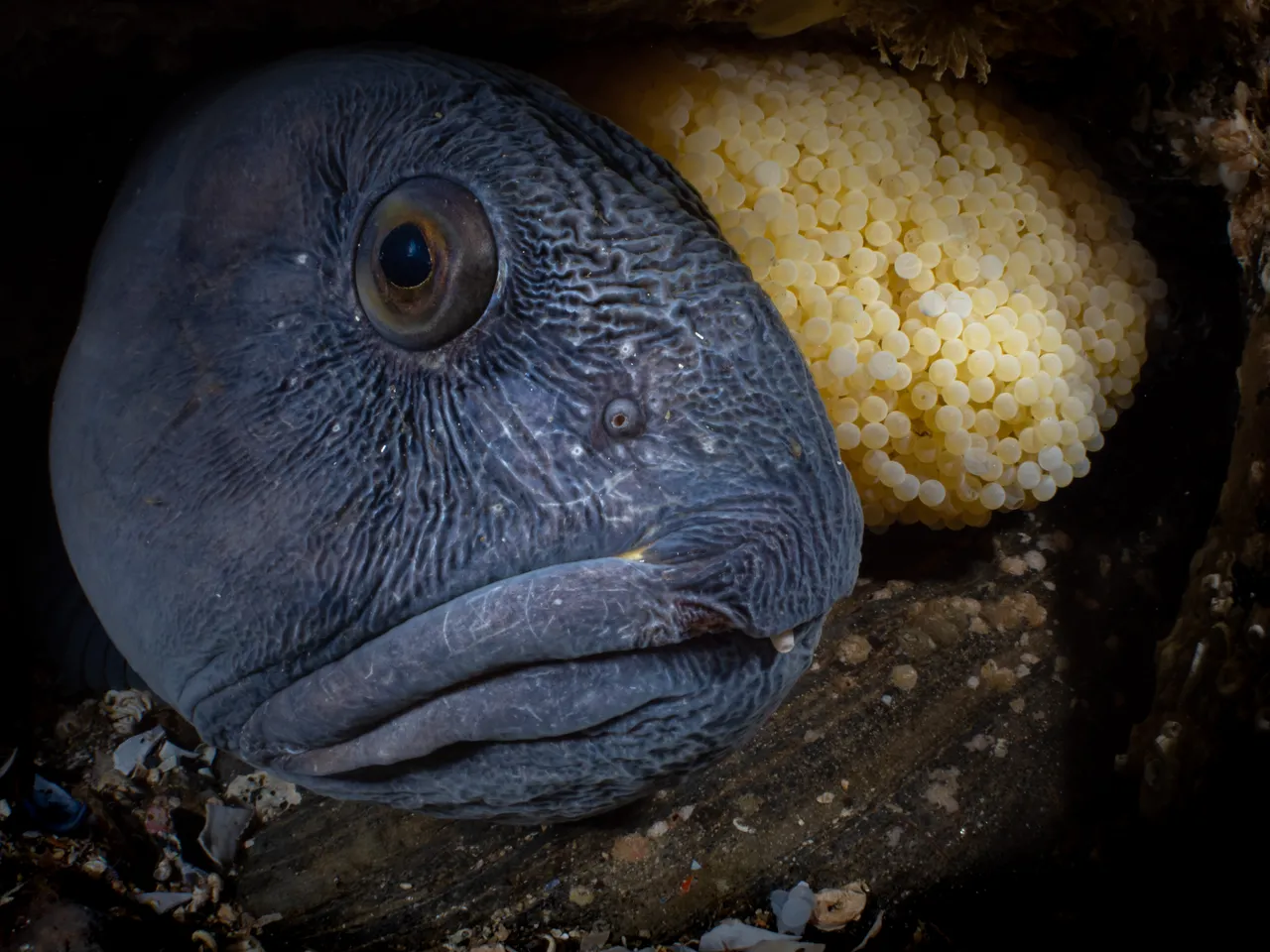 《巢穴》獲「海洋生物行為」類別首獎。©Galice Hoarau／Ocean Art 2022 