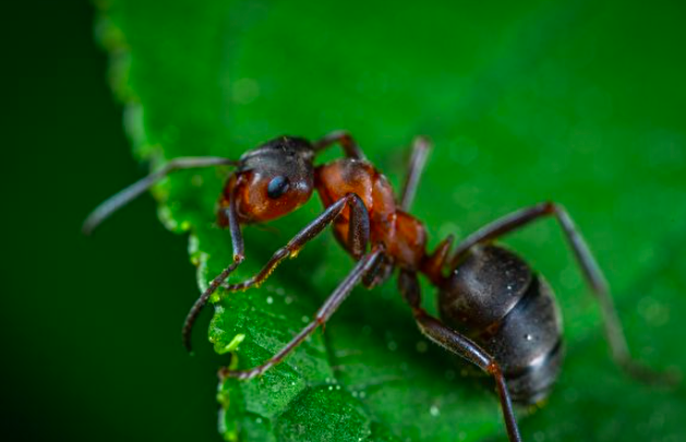 研究发现：蚂蚁可嗅出尿液中的癌症气味