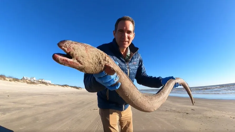 “地狱来的”！巨型怪鱼冲上海岸 令人毛骨悚然