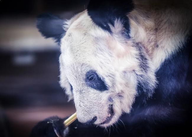 在美国大熊猫乐乐死亡 中国相关部门表关切