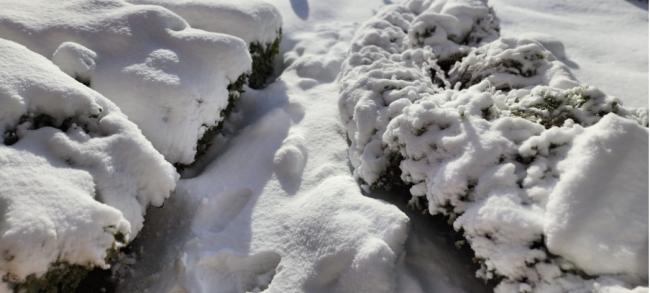 多伦多超级雪灾 雷电雪击中CN塔 千户停电