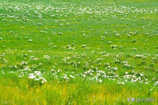 如你的心里有个草原梦 不妨看一看乌拉盖草原