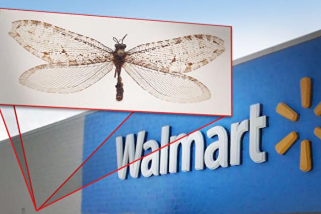 巨型昆虫现美国超市墙上 真实身份太惊人