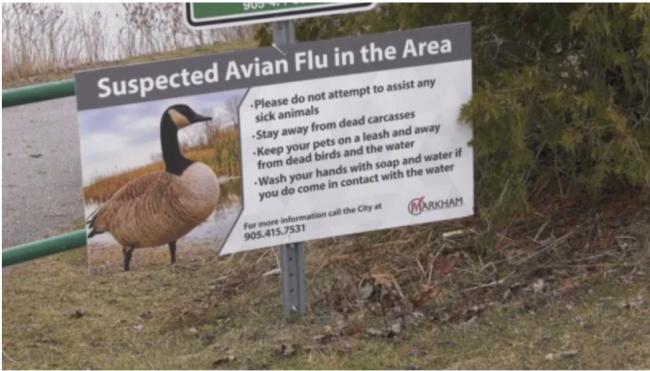 加拿大禽流感蔓延 专家担忧爆发 比新冠可怕得多