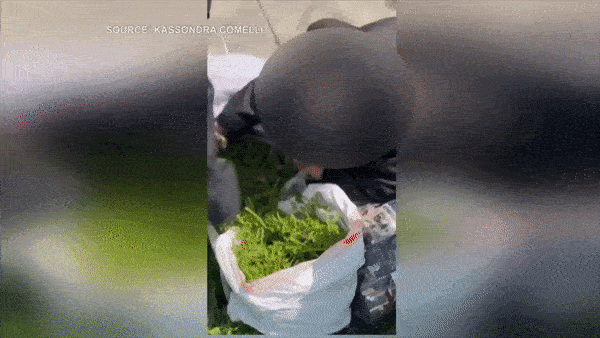 加国华人公园挖野菜 卖/磅 被抓会重罚3万$
