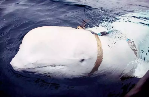 疑受过俄罗斯训练 “间谍白鲸”现踪瑞典外海