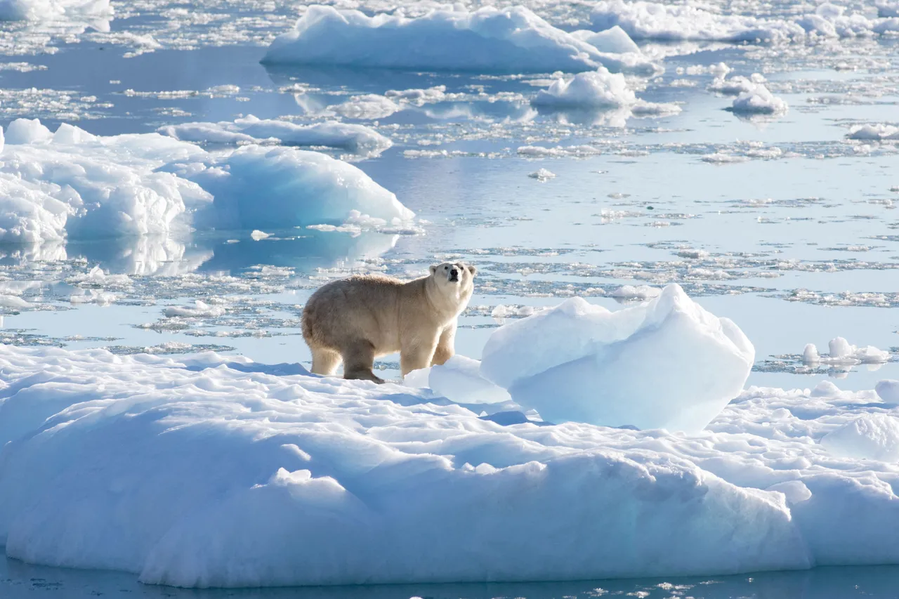 科學家預測北冰洋冰蓋最快將在2030年代的夏季消失，圖為格陵蘭的北極熊。路透社