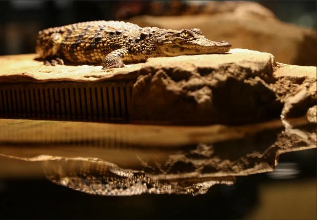 生命奇迹：鳄鱼首例无性生殖 独居16年怀胎产卵