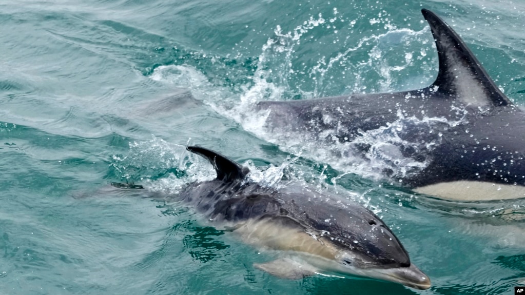 资料照片：2022年6月24日，一头小海豚在里斯本塔霍河口的一条船附近游泳。（美联社照片）