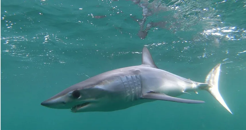 男子被灰鯖鯊大咬5口後，一群海豚神奇地開始攻擊鯊魚。（示意圖／Unsplash）