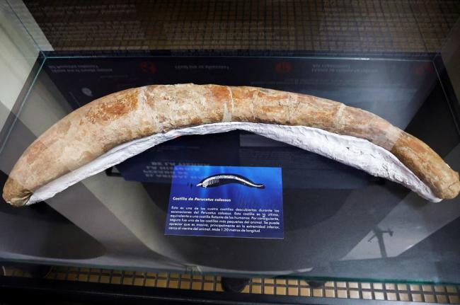 史上“最重”动物出土 超越蓝鲸 真面目令人发笑