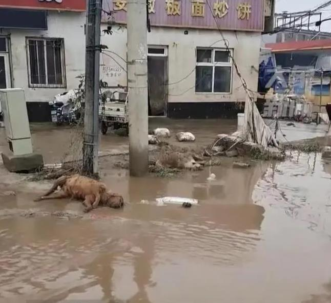 涿州水渐退留满地垃圾、动物尸体