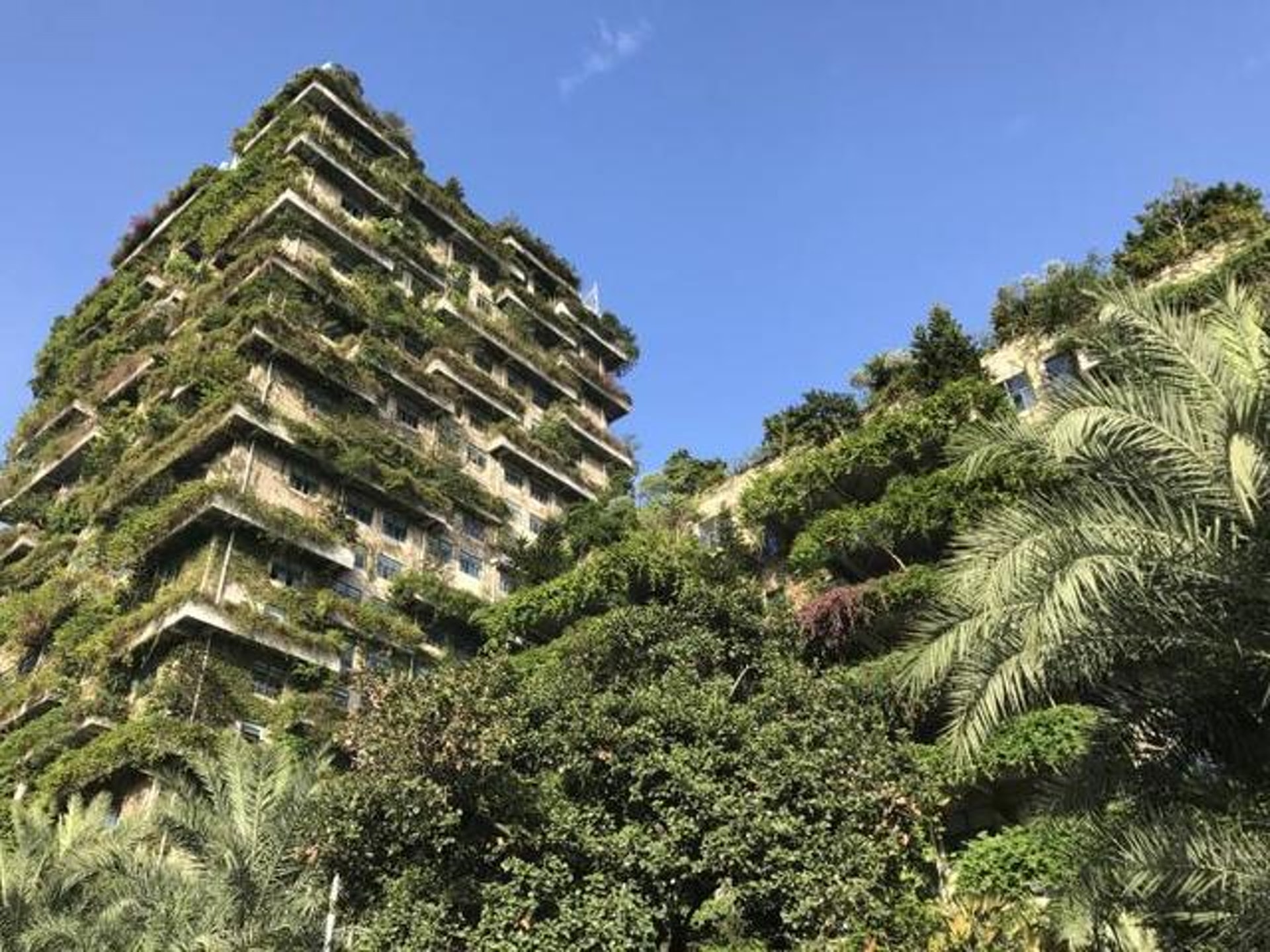 广东顺德碧桂园大楼：数十个阳台错落有致，全部种满了大树和植物，整个楼体几乎全被绿色植物覆盖。 （资料图片）