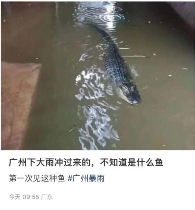 传广州洪水冲破鳄鱼公园 市区多处现鳄鱼