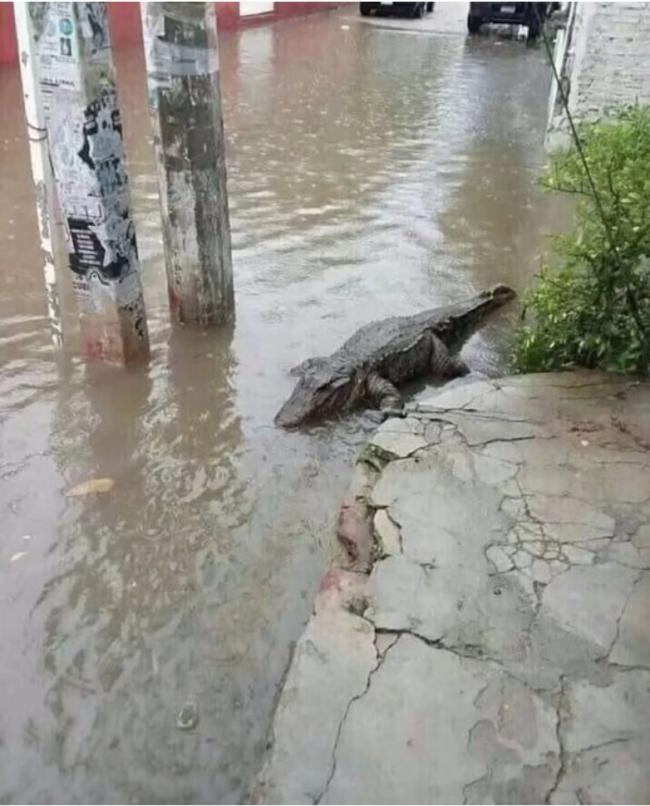 传广州洪水冲破鳄鱼公园 市区多处现鳄鱼