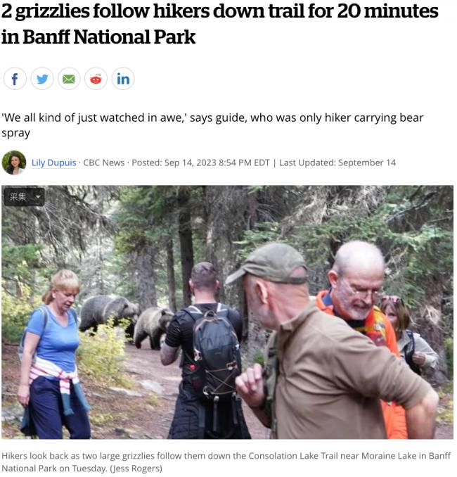 班芙公园游客遭遇2只大灰熊 一路跟了20分钟