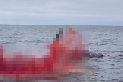 “鲸鱼爆炸”超震撼 鲜血脏器染红加州海岸
