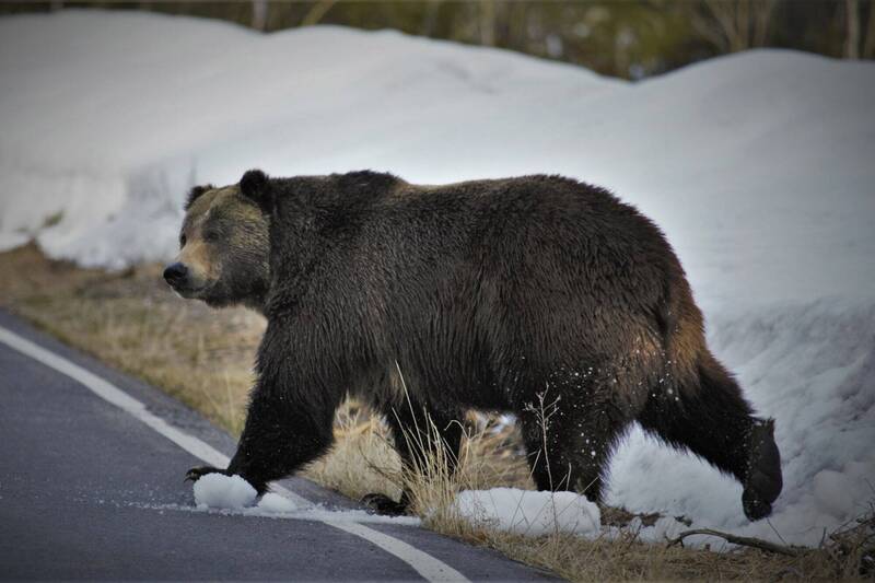 加拿大公園管理局表示，有兩人在9月29日遭到灰熊襲擊而死，兩人帶的狗也被灰熊殺死。（美聯社）