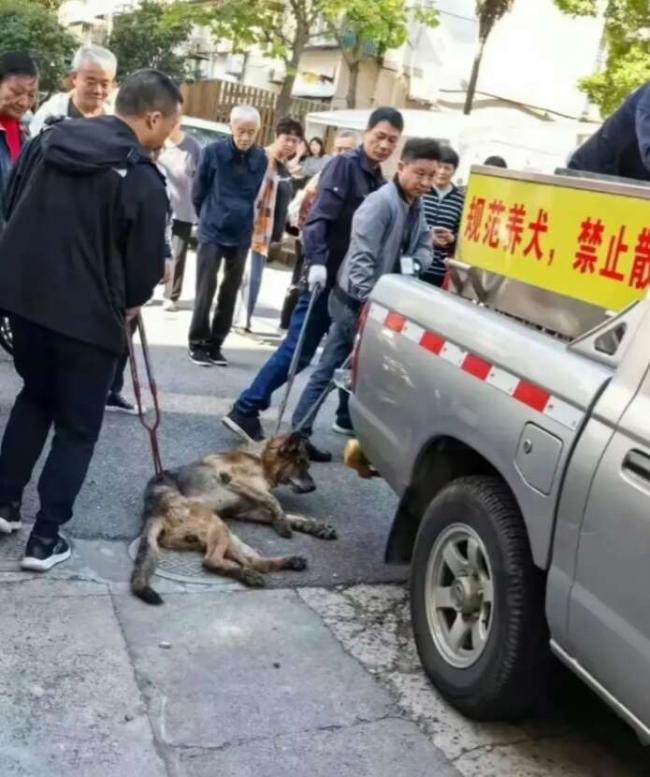 上海特警上门撬锁抓退役警犬引争议