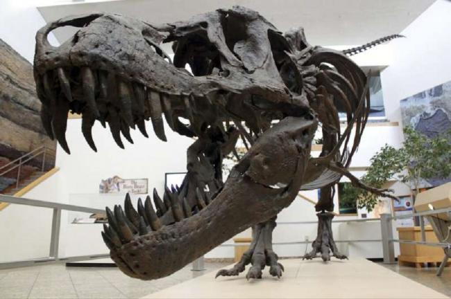 新研究：恐龙灭绝、75%物种灭绝，都是它害的