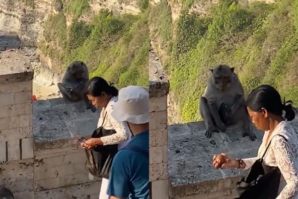 猴子抢游客手机 逼其拿“赎金” 网友看傻了