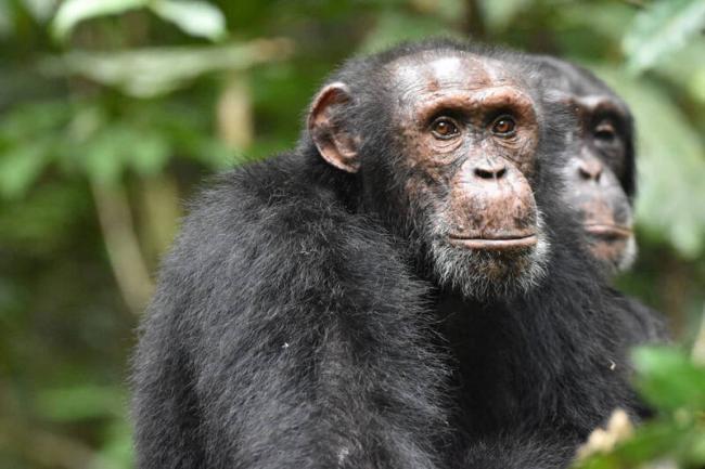 不得了！新研究首见黑猩猩有这“超能力”