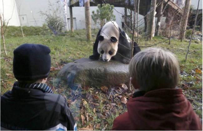 时代的完结：英国唯2大熊猫12月初送回中国