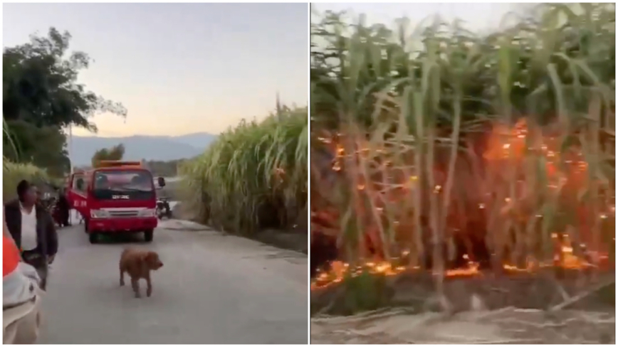传习近平摸过的甘蔗地被人放火 当局急灭火（视频）