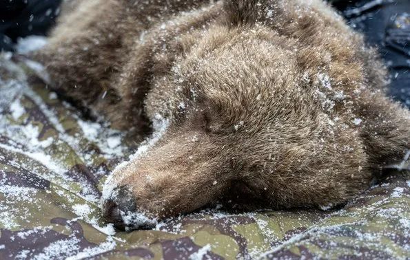 冬眠的熊被抽血 欧美航天机构正在干这事儿....