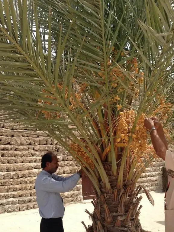 迪拜人最喜欢的干果 被誉为“沙漠面包”