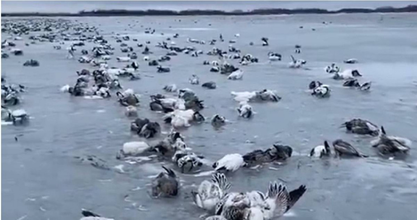 新疆最冷的地区温度甚至低至零下52.3度，导致湖里成群的水鸟瞬间被冻死，冰封在湖面上。 （图/X）