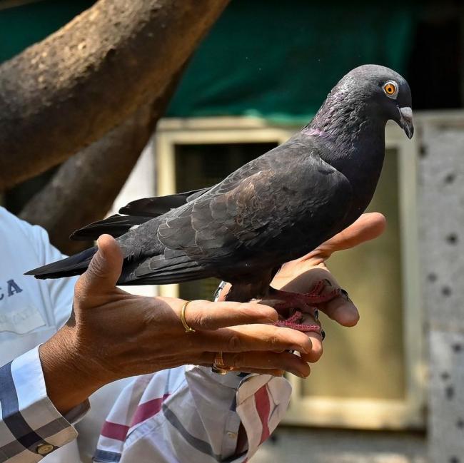 印度释放疑似中国间谍：一只赛鸽