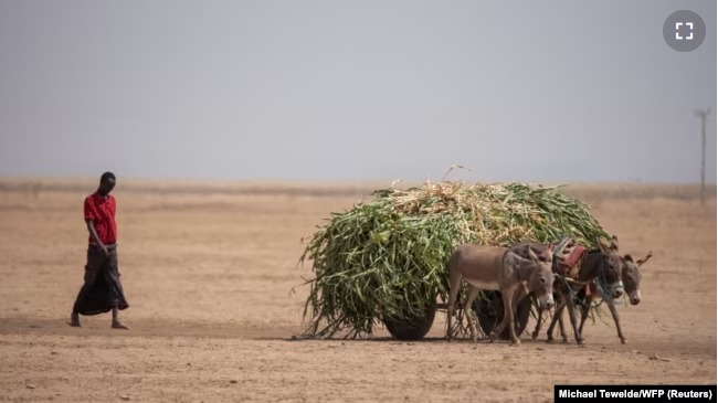 非洲：对迷信阿胶、疯狂屠驴的中国人说不