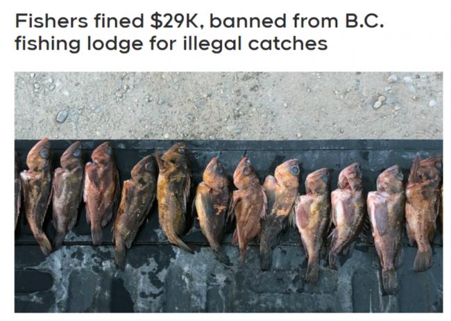 大温华人非法钓鱼，罚款000外加两年禁令