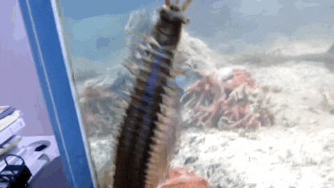 博比特虫，长达3米的海洋死亡之虫