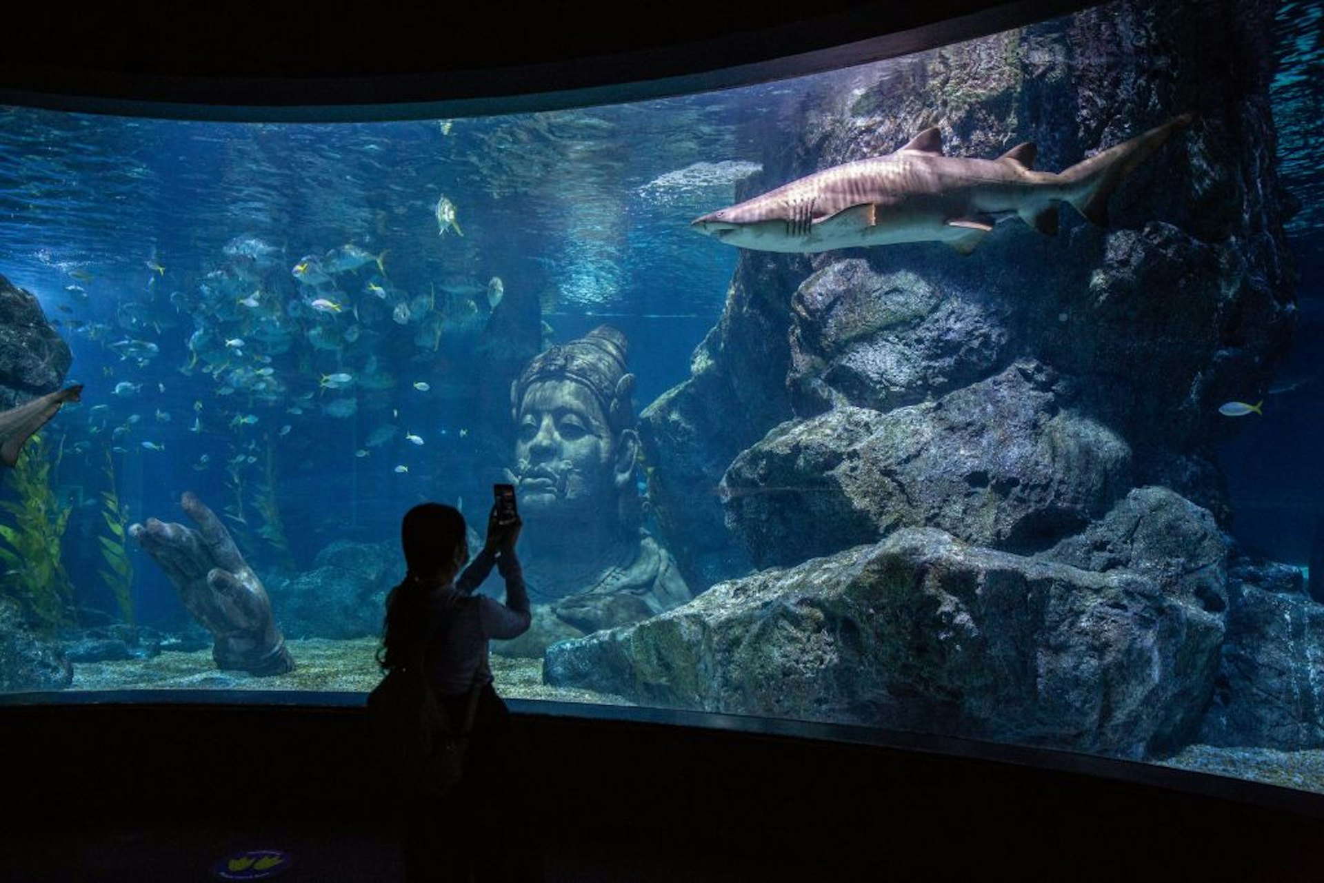 圖為泰國曼谷一名參觀者在水族館內拍照。（Getty）