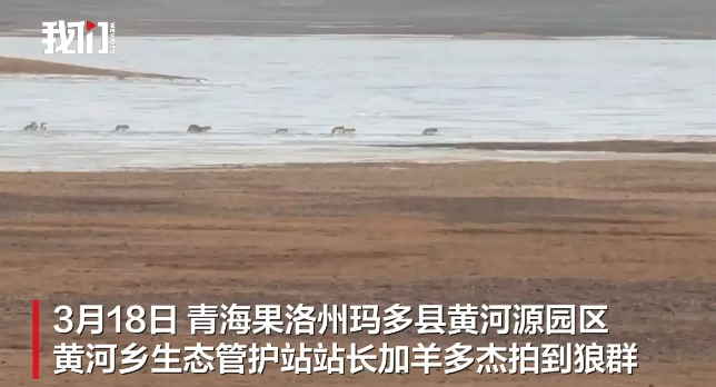 12匹狼跨过结冰黄河 专家拍下壮观一幕 网友惊叹