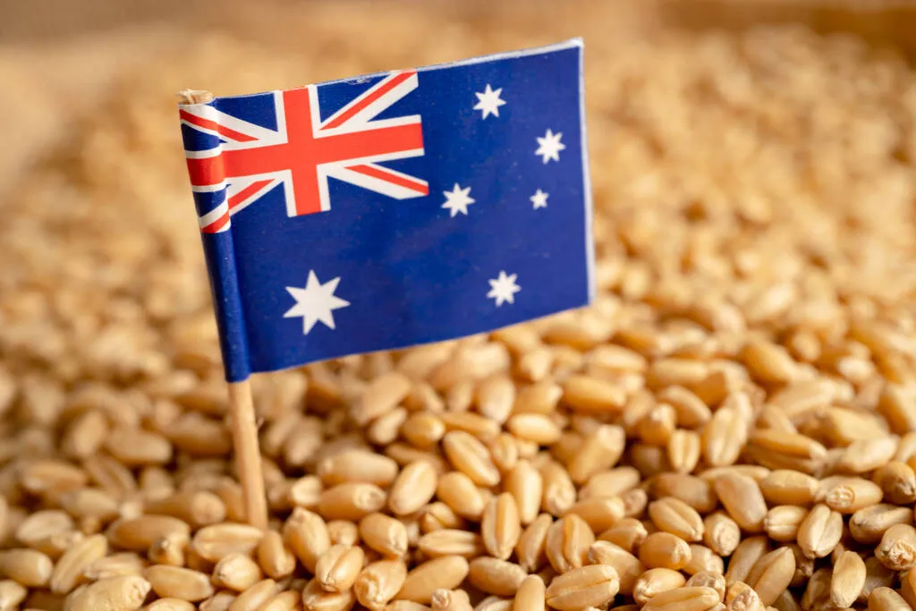 中国取消150万吨美澳小麦，抄底  俄罗斯！