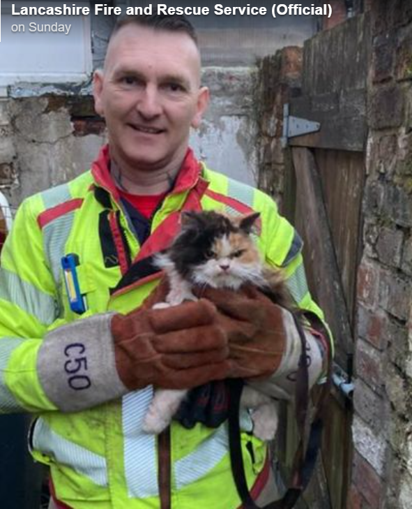 英国猫咪获救后“一脸愤怒”　网上爆红