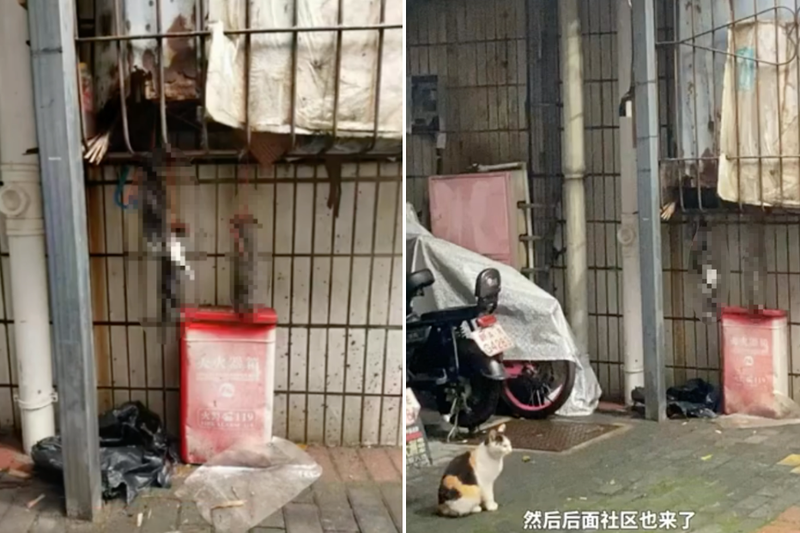 4月13日，江西南昌有民众发现3只流浪幼猫被人吊死在一个铁窗前，母猫发现后在一旁哀鸣。 图/撷自微博