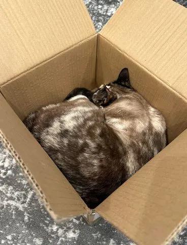 加莱娜喜欢待在盒子里，不久前她因为钻进了主人用来退回Amazon订单的盒子，被运送到加州。（翻摄沙加缅度蜂报）