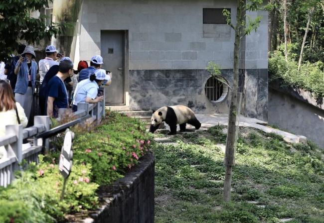 已选定2只大熊猫   饲养师和兽医陪同赴美国
