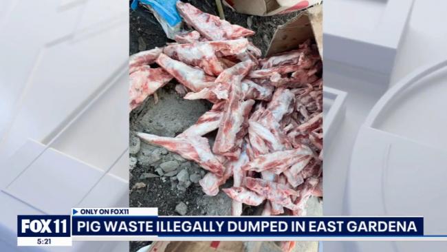 持续清理也无用!450磅猪肉被非法倾倒在洛县街头