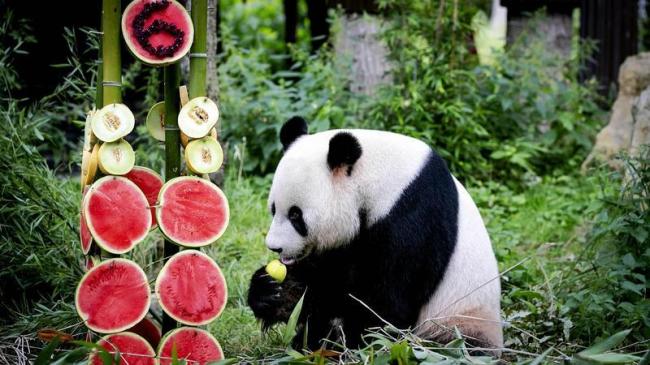 动物园被挤“爆”  中国年轻人为何爱逛动物园