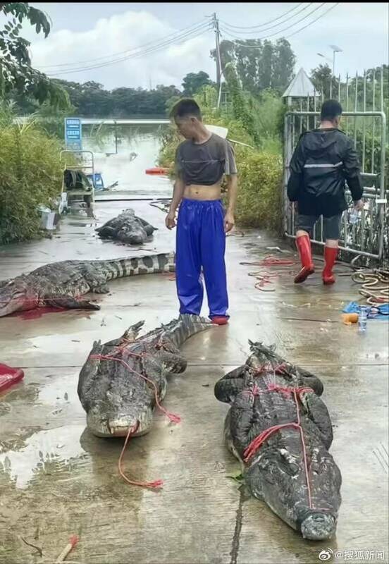 中國4隻鱷魚逃出養殖場或攻擊人類