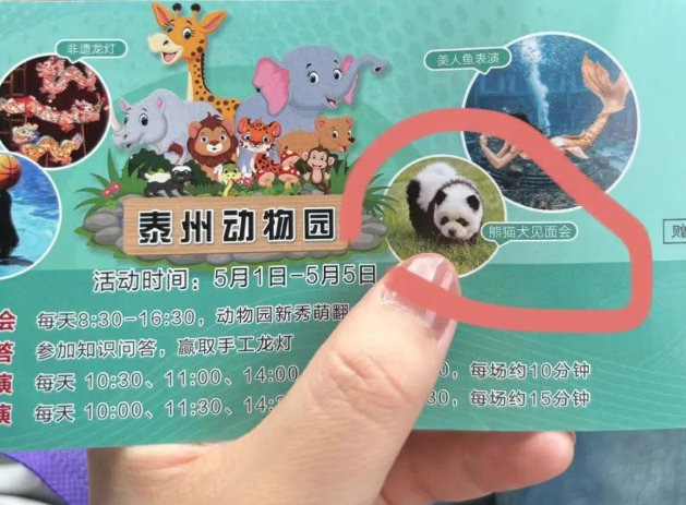 国宝级诈骗？中国动物园“熊猫犬”爆红