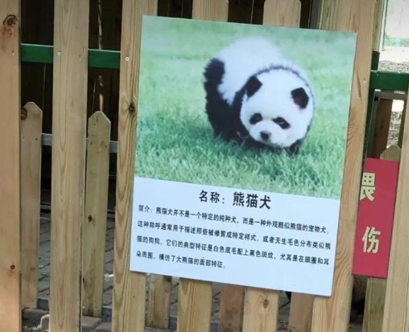 国宝级诈骗？中国动物园“熊猫犬”爆红